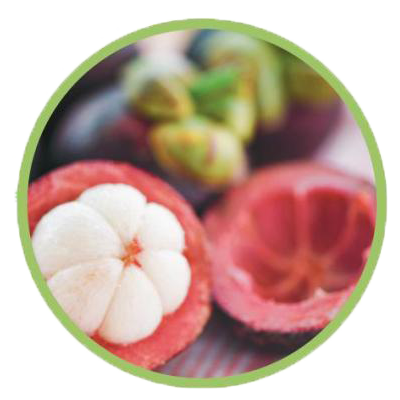 Garcinia Mangostana, nootropic, taka trim, taka trim ingredients, 