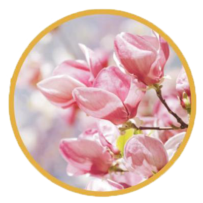 magnolia officinalis, nootropic, taka trim, taka trim ingredients,