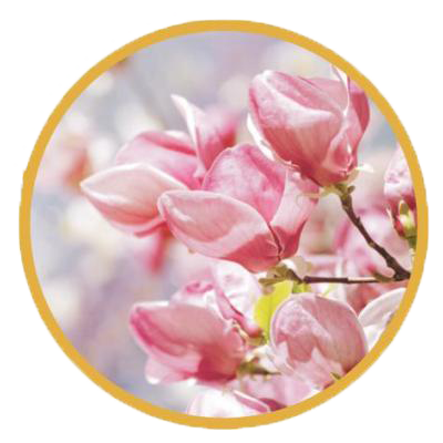 magnolia officinalis, nootropic, taka trim, taka trim ingredients,