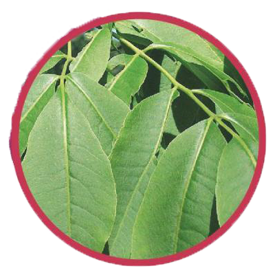 phellodendron amurense, nootropic, taka trim, taka trim ingredients